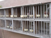 /album/palomar-de-bruno-bredice/dscn3795-1-jpg/